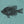Bluegill (Horizontal) Tee